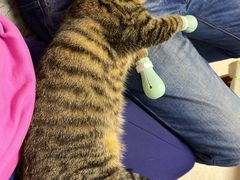 -瑞派福兴宠物医院犬猫全科·骨科·中西医结合(河东店)