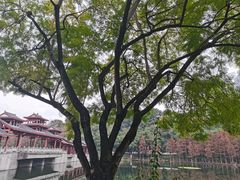-重庆彩云湖湿地公园