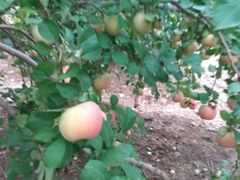 -万源龙顺度假庄园生态观光园