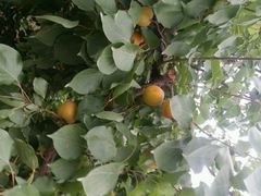 android_upload_pic-意大利农场度假村