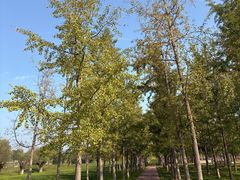 -汉长安城未央宫国家考古遗址公园