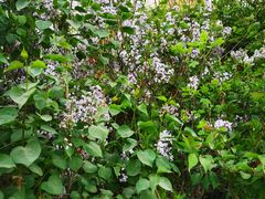 -北京张裕爱斐堡酒庄