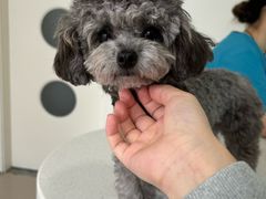 -佳雯宠物医院·皮肤科·内外科(春晓路分院)