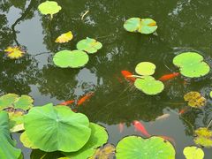 -上海醉白池公园