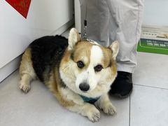 -达爱动物医院·犬猫分区·CT·复杂眼科(远洋山水分院)