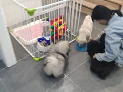 -萌兽医馆·眼科·异宠专科(三里屯店)