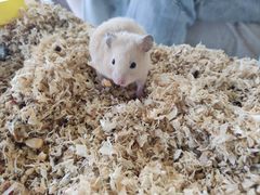 -怪兽屋·羊驼·猫咖·狗咖(俊华广场店)