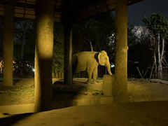 -清迈夜间动物园