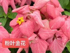 -东莞植物园