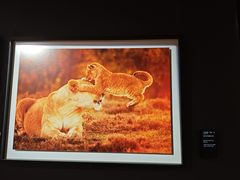 -罗红摄影艺术馆