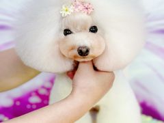 -鑫艺宠物美容培训学校