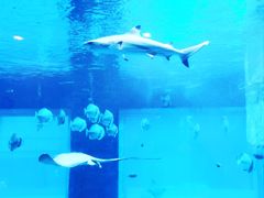 -乐从天佑城海洋馆