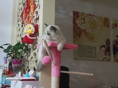 -欣宠猫屋·矮脚拿破仑·蓝金金渐层