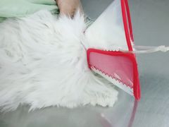 -美联众合爱康动物医院•复杂内科•肿瘤科•牙科•腔镜诊疗中心
