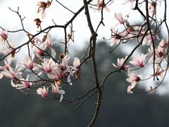 -杭州植物园