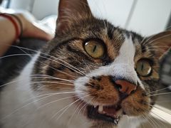 -嘉馨宠物医院·CT影像转诊·心脏科·犬猫全科诊疗中心(下沙大学城院区)
