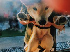 -柴犬高等学院·狗咖·柴犬售卖·宠物训练