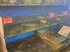 -费明中罗非鱼(大石坝店)