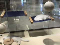-momokira米努特·德文卷毛猫·棉花面纱犬