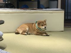-逗柴咖啡屋·狗咖猫咖宠物桌游