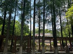 -青龙山国家森林公园