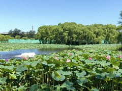 -东郊湿地公园