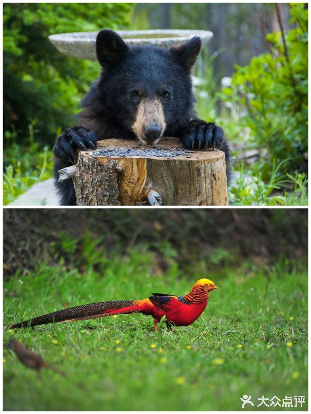 西安遛娃好去处|“秦岭四宝”看棕色大熊猫