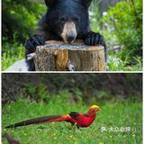 西安遛娃好去处|“秦岭四宝”看棕色大熊猫