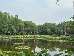 -陈家山荷花公园