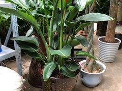 -龙大花卉苗木市场