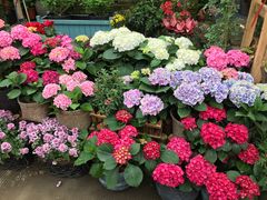 -桂林市花鸟市场