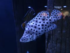 -成都浩海立方海洋公园