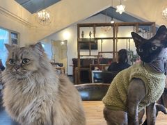 -猫小院猫主题餐厅(南锣旗舰店)