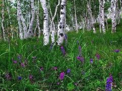 -塞罕坝国家级自然保护区