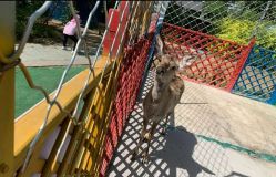 -萌宠亲子动物乐园(槐房万达店)