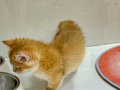 -青奢宠物·青奢猫舍