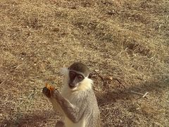 -合肥野生动物园