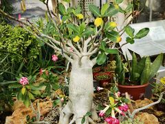 -国家植物园南园