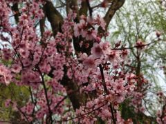 -金鸡湖桃花岛
