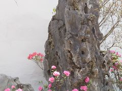 -上海醉白池公园