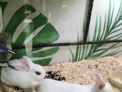 -藦茜花园宠物主题亲子互动体验馆(国顺东路店)