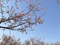 -古柏渡丰乐樱花园