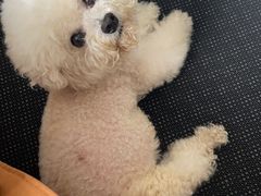 -美联众合动物医院·24h转诊中心