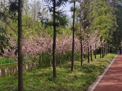 -上海长兴岛郊野公园