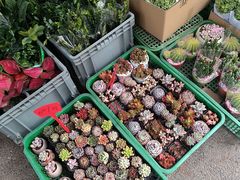 -循礼门鲜花花市(武汉循礼门店)