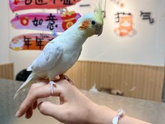 -鼓捣猫呢主题猫咖店