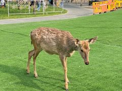 -北京鹿世界主题园