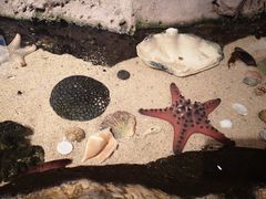 -悉尼海洋生物水族馆