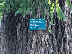 -微山湖红荷湿地景区