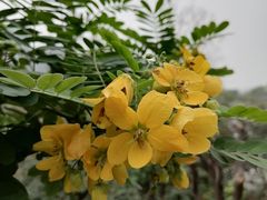 -广东花都湖国家湿地公园